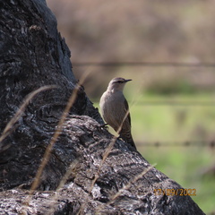 Climacteris picumnus