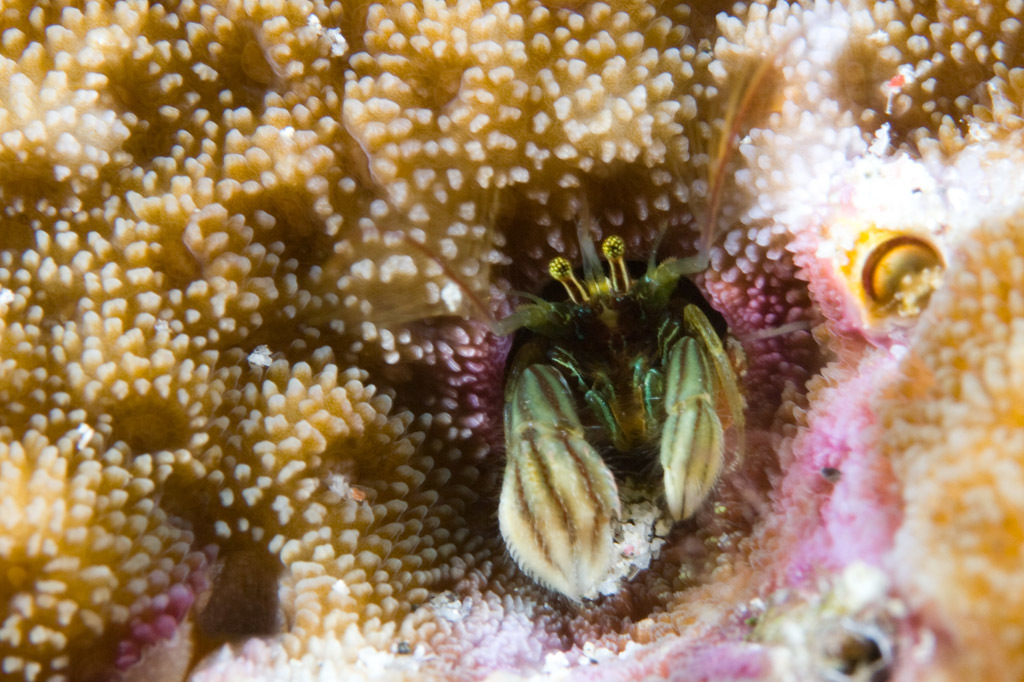 Striped Coral Hermit Crab