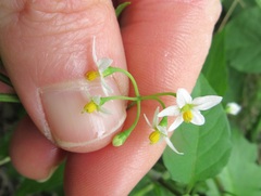 Solanum americanum