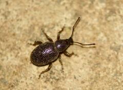 Otiorhynchus cribricollis