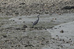 Egretta sacra