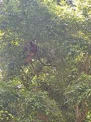 Trachypithecus pileatus