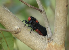 Huechys sanguinea
