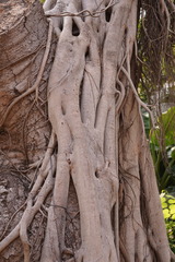 Ficus tinctoria