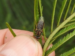 Odontomyia decipiens