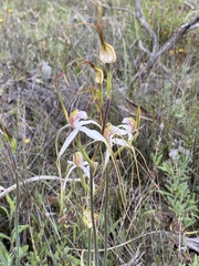 Caladenia longicauda