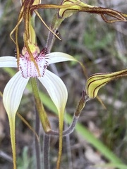 Caladenia longicauda