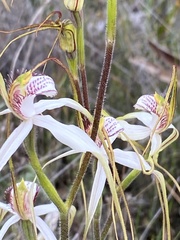Caladenia longicauda