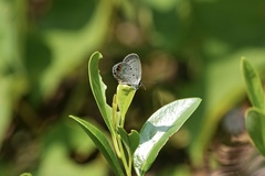 Everes lacturnus