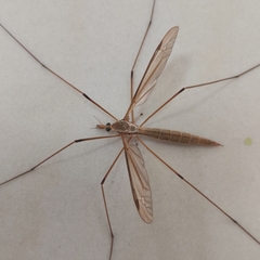 Tipula