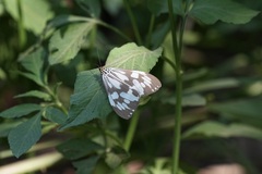 Nyctemera adversata