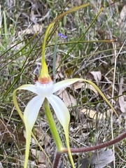 Caladenia longicauda