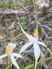 Caladenia longicauda