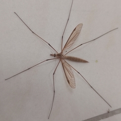 Tipula