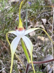 Caladenia longicauda