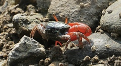 Paraleptuca splendida