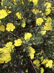 Hibbertia humifusa