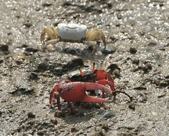 Paraleptuca splendida