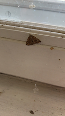 Loxostege sticticalis