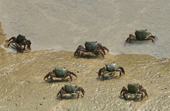 Metopograpsus quadridentatus