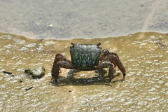 Metopograpsus quadridentatus