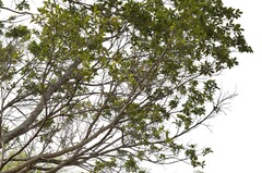 Ficus tinctoria