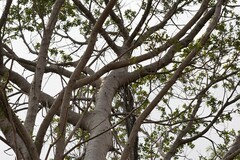 Ficus tinctoria