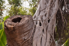 Ficus tinctoria