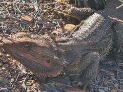 Pogona vitticeps