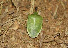 Acrosternum millierei