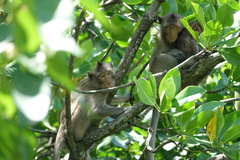 Macaca fascicularis