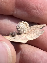 Cynips multipunctata