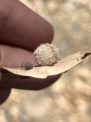 Cynips multipunctata