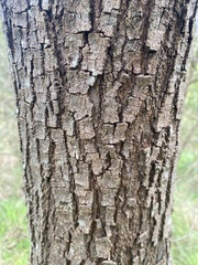 Leptospermum continentale