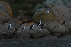 Phalacrocorax varius
