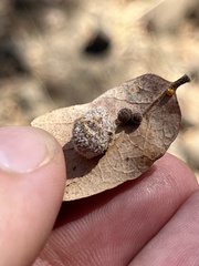 Cynips multipunctata