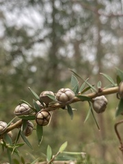 Leptospermum continentale