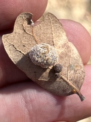 Cynips multipunctata