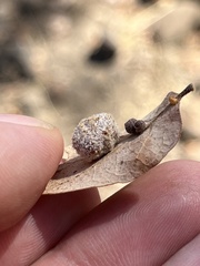 Cynips multipunctata