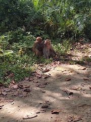 Macaca mulatta