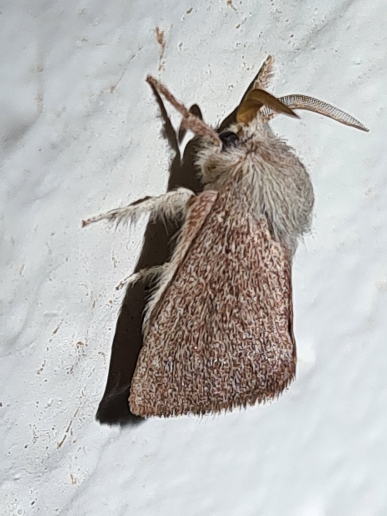 Neurochyta agrapta