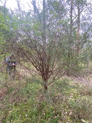 Leptospermum continentale