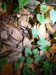 Tarbinskiellus portentosus