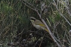 Gavicalis virescens