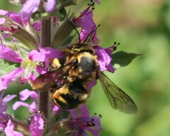 Anthidium florentinum
