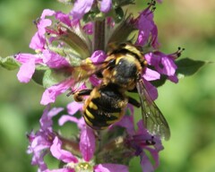 Anthidium florentinum