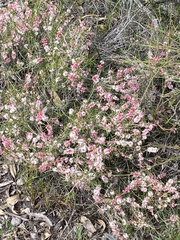 Hypocalymma angustifolium