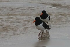Haematopus longirostris