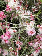 Hypocalymma angustifolium