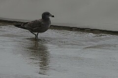 Larus pacificus